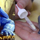 Illustration for article titled Adorable Echidna Puggle or Baby Max Rebo? You be the judge.